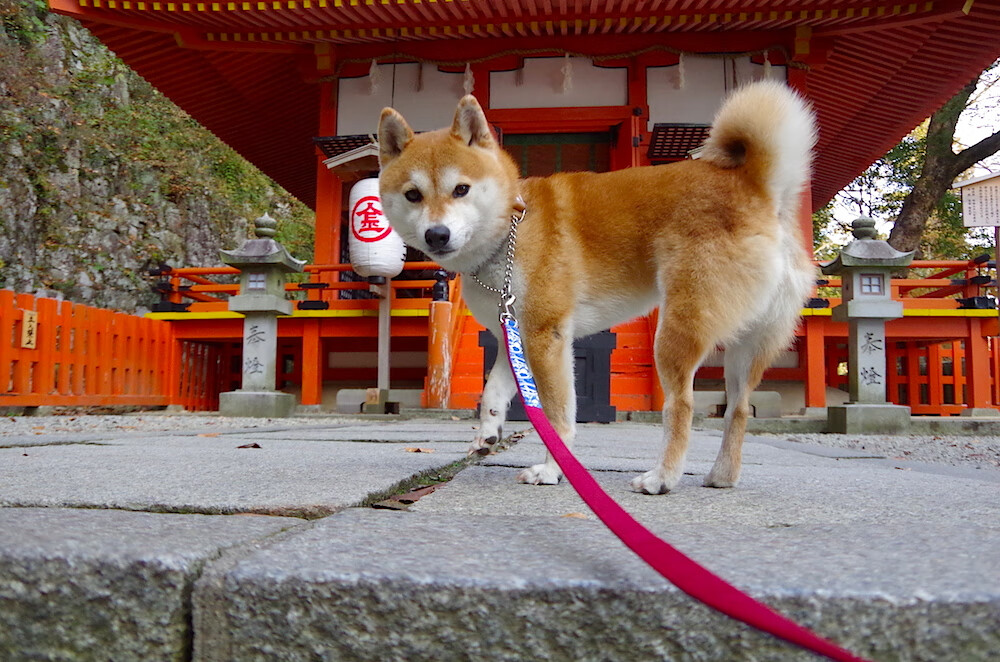英超赛季中期球员高强度冲刺频次与肌肉疲劳关系，英超球员一场球赛平均跑多少米