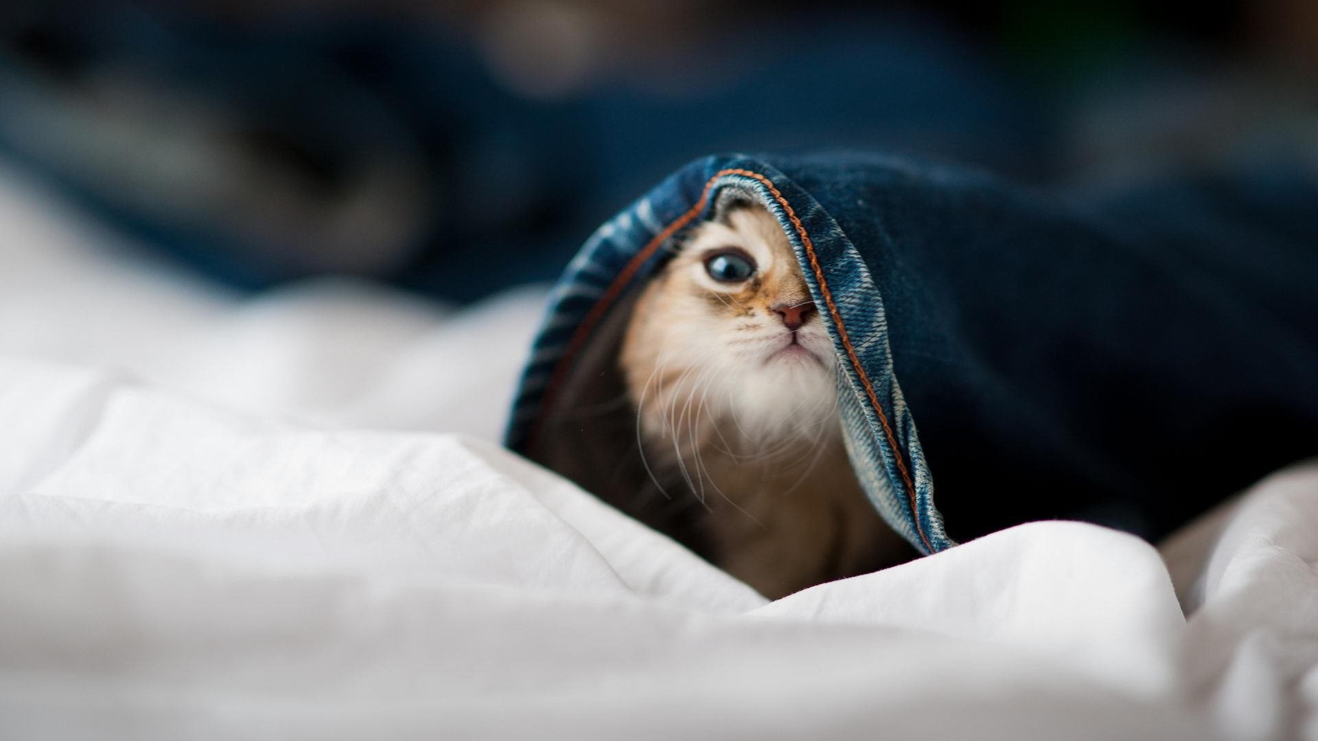 球员在节奏变化中如何寻找投篮节奏感,投篮环节